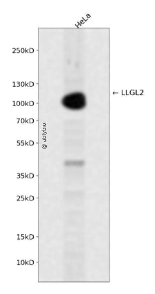 LLGL2 Rabbit pAb