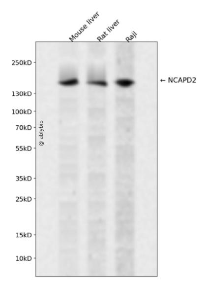 NCAPD2 Rabbit pAb