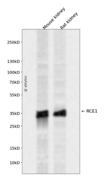 RCE1 Rabbit pAb