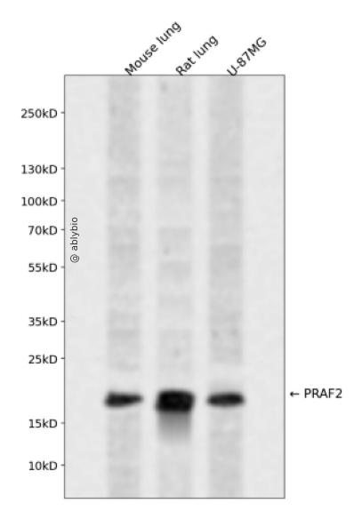 PRAF2 Rabbit pAb