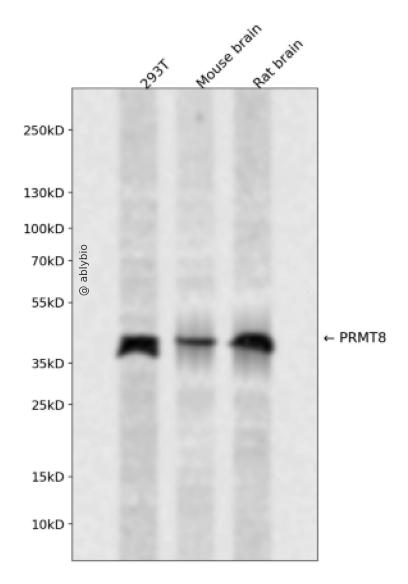 PRMT8 Rabbit pAb