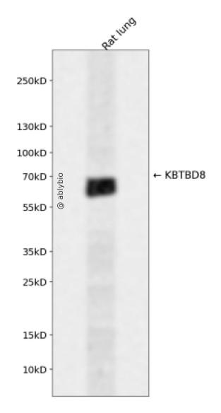 KBTBD8 Rabbit pAb