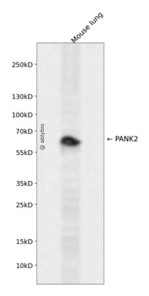PANK2 Rabbit pAb
