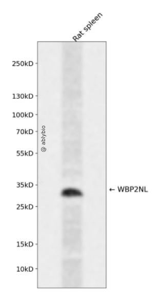 WBP2NL Rabbit pAb