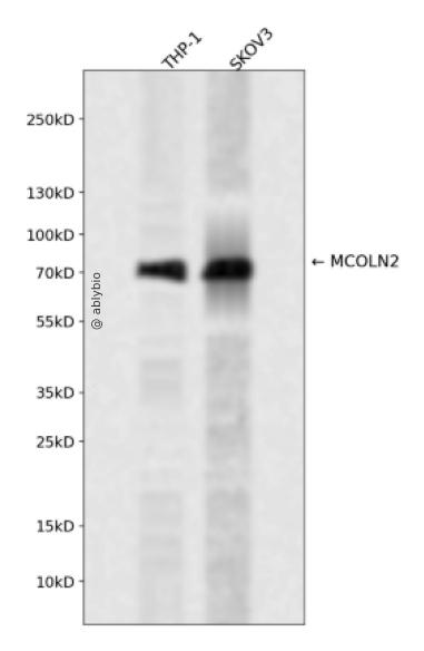 MCOLN2 Rabbit pAb
