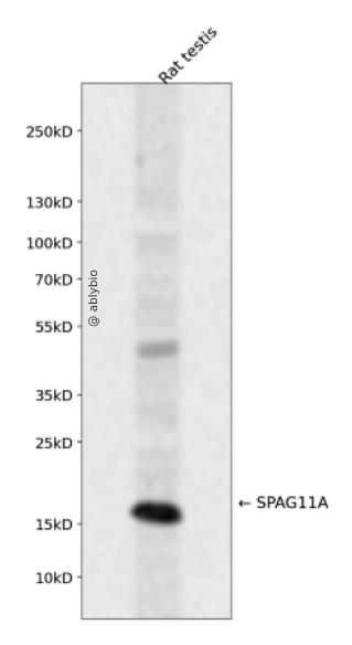 SPAG11A Rabbit pAb