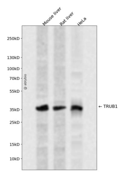 TRUB1 Rabbit pAb