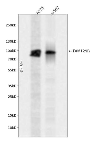 FAM129B Rabbit pAb