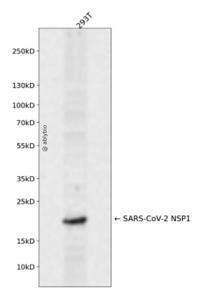 SARS-CoV-2 NSP1 Rabbit pAb