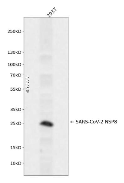 SARS-CoV-2 NSP8 Rabbit pAb