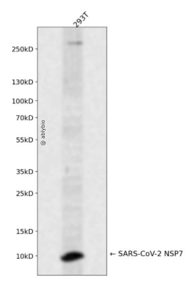 SARS-CoV-2 NSP7 Rabbit pAb