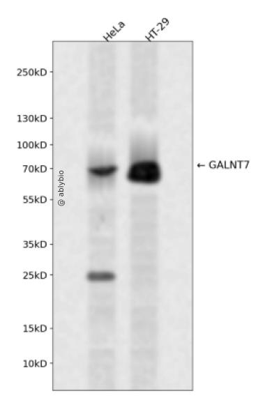 GALNT7 Rabbit pAb