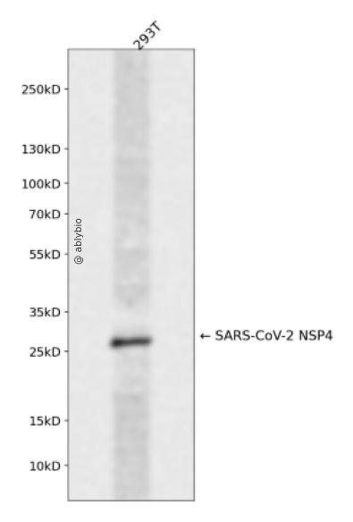 SARS-CoV-2 NSP4 Rabbit pAb