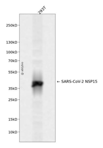 SARS-CoV-2 NSP15 Rabbit pAb