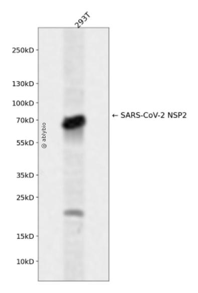 SARS-CoV-2 NSP2 Rabbit pAb