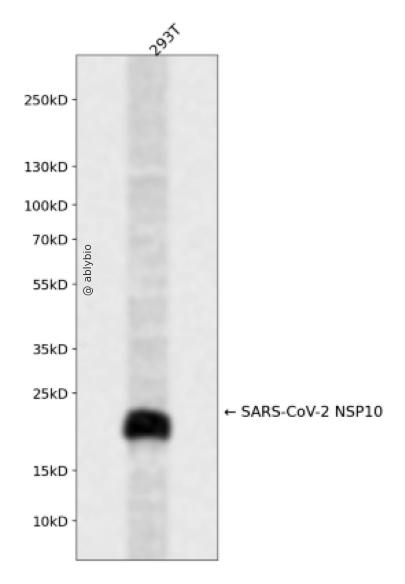 SARS-CoV-2 NSP10 Rabbit pAb
