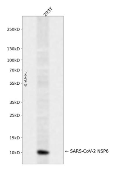 SARS-CoV-2 NSP6 Rabbit pAb