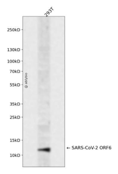 SARS-CoV-2 ORF6 Rabbit pAb