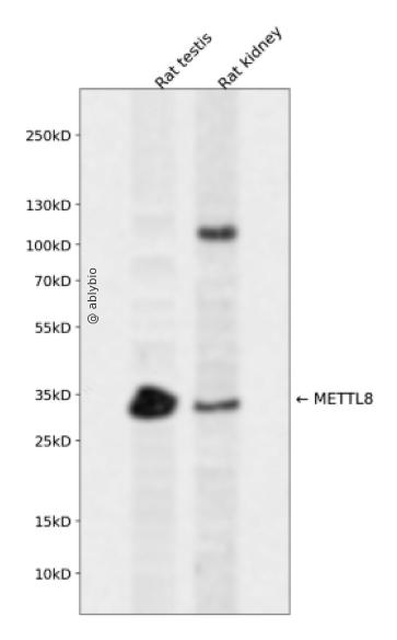 METTL8 Rabbit pAb