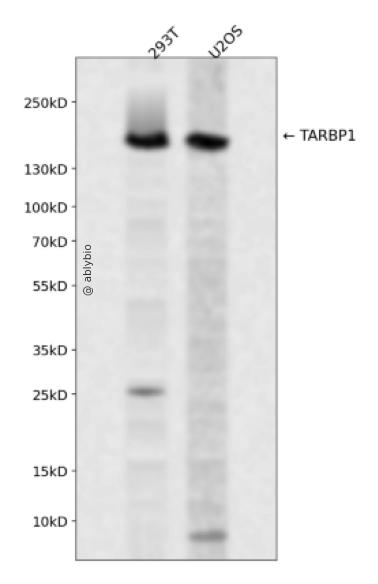 TARBP1 Rabbit pAb