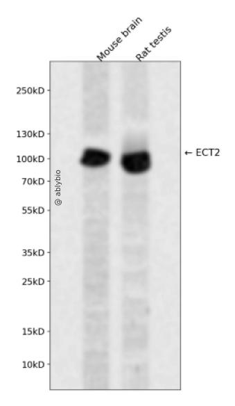 ECT2 Rabbit pAb