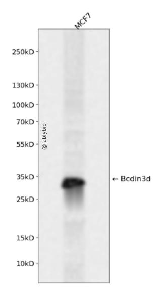 Bcdin3d Rabbit pAb