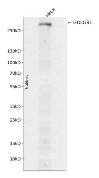 GOLGB1 Rabbit pAb