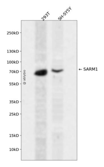 SARM1 Rabbit pAb