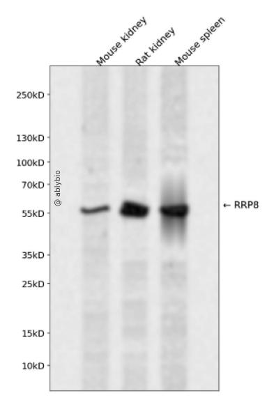 RRP8 Rabbit pAb
