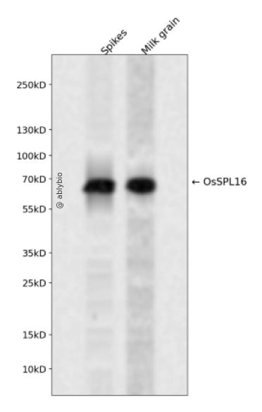OsSPL16 Rabbit pAb