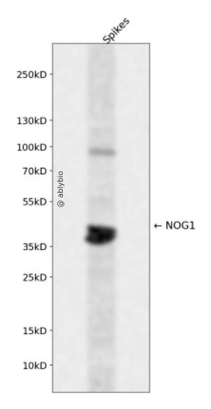 NOG1 Rabbit pAb