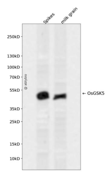 OsGSK5 Rabbit pAb