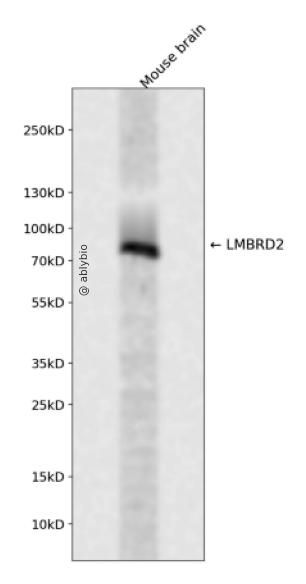 LMBRD2 Rabbit pAb