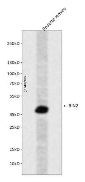 BIN2 Rabbit pAb