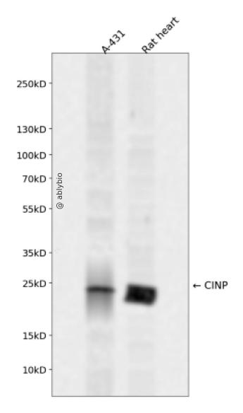 CINP Rabbit pAb