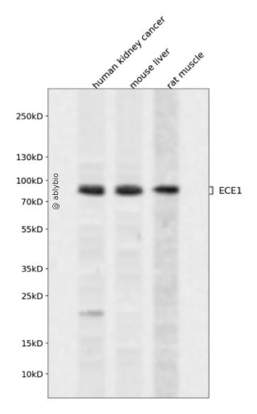 ECE1 Rabbit pAb