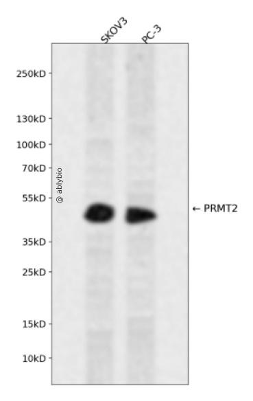 PRMT2 Rabbit pAb