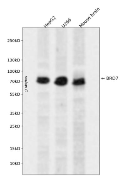 BRD7 Rabbit pAb