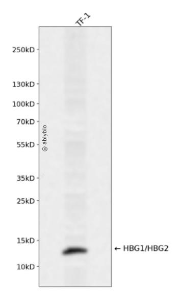 HBG1/HBG2 Rabbit pAb