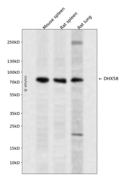 DHX58 Rabbit pAb