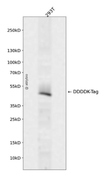 Rabbit anti FLAG-Tag pAb