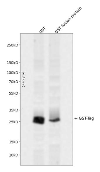 Rabbit anti GST-Tag pAb