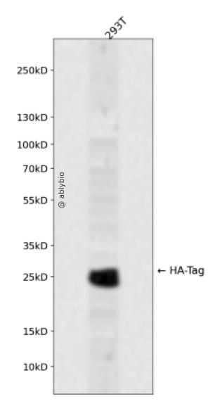 Rabbit anti HA-Tag pAb
