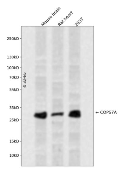 COPS7A Rabbit pAb