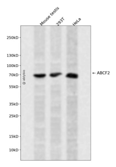 ABCF2 Rabbit pAb