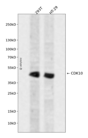 CDK10 Rabbit pAb