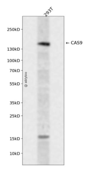 CAS9 Rabbit pAb