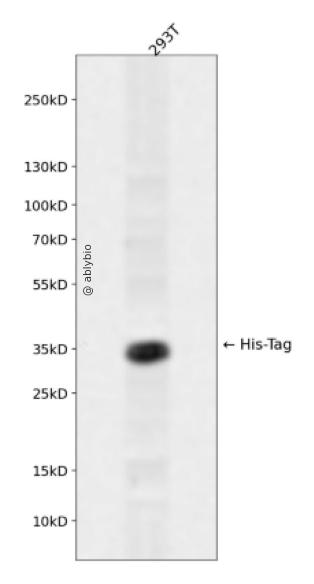 Rabbit anti His-Tag pAb