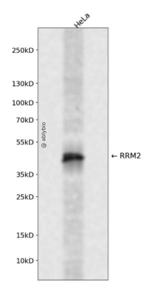 RRM2 Rabbit pAb
