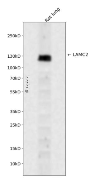 LAMC2 Rabbit pAb